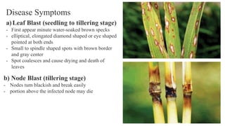 the major Diseases of Rice their classifications and types.pdf