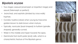 the major Diseases of Rice their classifications and types.pdf