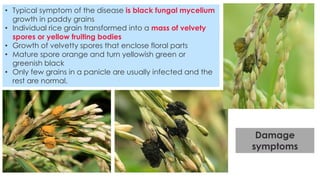 the major Diseases of Rice their classifications and types.pdf