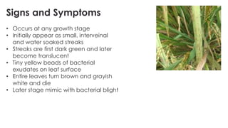 Stringy Rice Bacteria the major Diseases of Rice their classifications and types.pdf