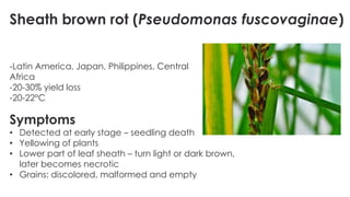 the major Diseases of Rice their classifications and types.pdf