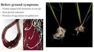 the major Diseases of Rice their classifications and types.pdf