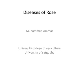Diseases of Rose
Muhammad Ammar
University college of agriculture
University of sargodha
 