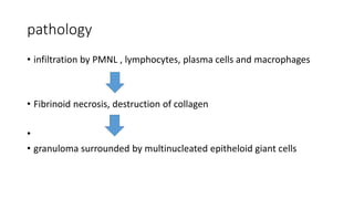 pathology
• infiltration by PMNL , lymphocytes, plasma cells and macrophages
• Fibrinoid necrosis, destruction of collagen
•
• granuloma surrounded by multinucleated epitheloid giant cells
 