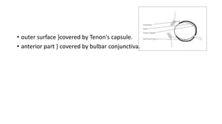 • outer surface }covered by Tenon's capsule.
• anterior part } covered by bulbar conjunctiva.
 
