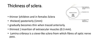 Thickness of sclera.
• thinner }children and in females Sclera
• thickest} posteriorly (1mm)
• gradually becomes thin when traced anteriorly.
• thinnest } insertion of extraocular muscles (0.3 mm).
• Lamina cribrosa is a sieve-like sclera from which fibres of optic nerve
pass.
 