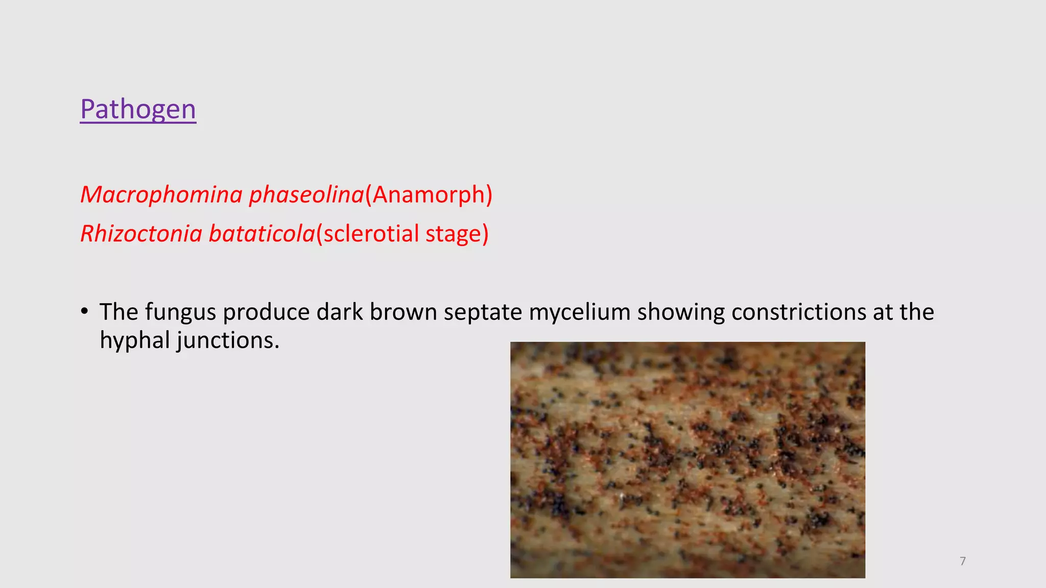 DISEASES OF SESAMUM.pptx