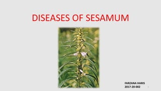 DISEASES OF SESAMUM
FARZANA HARIS
2017-20-002 1
 