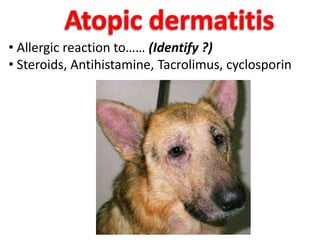 Picture of Diseases of skin - Veterinary Dermatology | PPTX