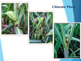 Diseases of sugarcane and their management | PPTX