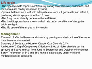 Life cycle
•The disease cycle repeats continuously during favorable(wet) conditions, and
the spores are readily dispersed by wind.
•Spores that land on a leaf with adequate moisture will germinate and infect it,
producing visible symptoms within 10 days.
•The fungus can directly penetrate the leaf tissue.
•The basidiospores have a low survival rate under conditions of drought or
bright sunlight.
•The life cycle of the fungus is 3–4 weeks.
Management
Removal of affected leaves and shoots by pruning and destruction of the same
have been recommended.
Spraying of Bordeaux mixture or Copper Oxy Chloride 0.1%
A mixture of 210g of Copper oxy Chloride + 210g of nickel chloride per ha
sprayed at 5 days interval from June to September and October to November
Spray Tridemorph at 340 and 560 ml/ha is satisfactory under mild and
moderate rainfall conditions
 