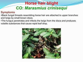 Horse hair blight
CO: Marasmius crinisequi
Symptoms
•Black fungal threads resembling horse hair are attached to upper branches
and twigs by small brown discs.
•The fungus penetrates and infects the twigs from the discs and produces
volatile substances that cause rapid leaf drop.
 