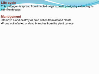 Life cycle
This pathogen is spread from infected twigs to healthy twigs by extending its
hair-like threads.
Management
•Remove a and destroy all crop debris from around plants
•Prune out infected or dead branches from the plant canopy
 