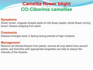 Camellia flower blight
CO:Ciborinia camelliae
Symptoms
Small, brown, irregular-shaped spots on the flower petals; whole flower turning
brown; flowers dropping from plant.
Comments
Disease emerges early in Spring during periods of high moisture.
Management
Remove all infected flowers from plants; remove all crop debris from around
plants; soil drenches with appropriate fungicides can help to reduce the
intensity of the disease.
 