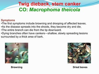 Twig dieback, stem canker
CO: Macrophoma theicola
Symptoms
•The first symptoms include browning and drooping of affected leaves.
•As the disease spreads into the shoots, they become dry and die.
•The entire branch can die from the tip downward.
•Dying branches often have cankers—shallow, slowly spreading lesions
surrounded by a thick area of bark.
Browning Dried leaves
 