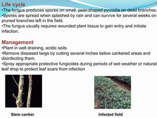 Life cycle
•The fungus produces spores on small, pear-shaped pycnidia on dead branches.
•Spores are spread when splashed by rain and can survive for several weeks on
pruned branches left in the field.
•The fungus usually requires wounded plant tissue to gain entry and initiate
infection.
Management
•Plant in well draining, acidic soils.
•Remove diseased twigs by cutting several inches below cankered areas and
disinfecting them.
•Spray appropriate protective fungicides during periods of wet weather or natural
leaf drop to protect leaf scars from infection
Stem canker Infected field
 