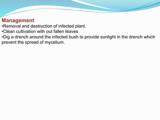 Management
•Removal and destruction of infected plant.
•Clean cultivation with out fallen leaves
•Dig a drench around the infected bush to provide sunlight in the drench which
prevent the spread of mycelium.
 