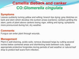 Camellia dieback and canker
CO:Glomerella cingulata
Symptoms
Leaves suddenly turning yellow and wilting; branch tips dying; gray blotches on
bark and stem which develop into sunken areas (cankers); cankers girdling the
stem; parts of plant above cankers losing vigor, wilting and dying; symptoms
more pronounced during hot, dry weather.
Comments
Fungus can enter plant through wounds.
Management
Plant in well draining, acidic soils; remove diseased twigs by cutting several
inches below cankered areas and disinfecting tools between cuts; apply
appropriate protective fungicides during periods of wet weather or natural leaf
drop to protect leaf scars from infection.
 