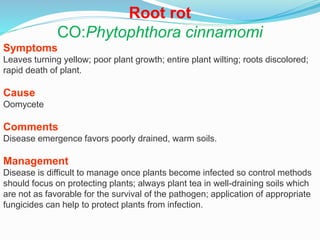 Root rot
CO:Phytophthora cinnamomi
Symptoms
Leaves turning yellow; poor plant growth; entire plant wilting; roots discolored;
rapid death of plant.
Cause
Oomycete
Comments
Disease emergence favors poorly drained, warm soils.
Management
Disease is difficult to manage once plants become infected so control methods
should focus on protecting plants; always plant tea in well-draining soils which
are not as favorable for the survival of the pathogen; application of appropriate
fungicides can help to protect plants from infection.
 