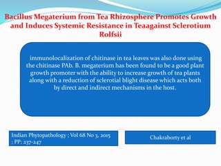 immunolocalization of chitinase in tea leaves was also done using
the chitinase PAb. B. megaterium has been found to be a good plant
growth promoter with the ability to increase growth of tea plants
along with a reduction of sclerotial blight disease which acts both
by direct and indirect mechanisms in the host.
Indian Phytopathology ; Vol 68 No 3, 2015
; PP: 237-247
Chakraborty et al
Bacillus Megaterium from Tea Rhizosphere Promotes Growth
and Induces Systemic Resistance in Teaagainst Sclerotium
Rolfsii
 