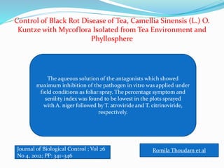 The aqueous solution of the antagonists which showed
maximum inhibition of the pathogen in vitro was applied under
field conditions as foliar spray. The percentage symptom and
senility index was found to be lowest in the plots sprayed
with A. niger followed by T. atroviride and T. citrinoviride,
respectively.
Journal of Biological Control ; Vol 26
No 4, 2012; PP: 341–346
Romila Thoudam et al
Control of Black Rot Disease of Tea, Camellia Sinensis (L.) O.
Kuntze with Mycoflora Isolated from Tea Environment and
Phyllosphere
 