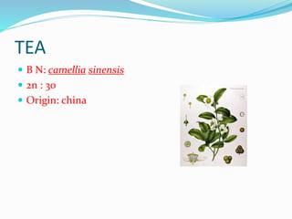 TEA
 B N: camellia sinensis
 2n : 30
 Origin: china
 