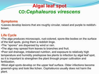 Algal leaf spot
CO:Cephaleuros virescens
Symptoms
•Leaves develop lesions that are roughly circular, raised and purple to reddish-
brown.
Life Cycle
•The alga produces microscopic, rust-colored, spore-like bodies on the surface
of the leaf spots, giving them a reddish tinge.
•The “spores” are dispersed by wind or rain.
•The alga may spread from leaves to branches and fruit.
•Poor soil drainage, imbalanced nutrition, and exposure to relatively high
temperature and humidity predispose tea plants to infection by algal leaf spot,
so it is important to strengthen the plant through proper cultivation and
fertilization.
•Most algal spots develop on the upper leaf surface. Older infections become
greenish-gray and look like lichen. Cephaleuros usually does not harm the
plant.
 