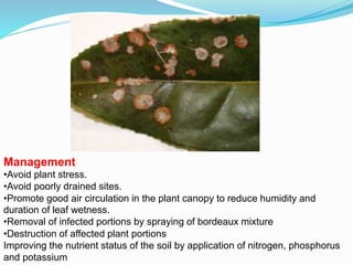 Management
•Avoid plant stress.
•Avoid poorly drained sites.
•Promote good air circulation in the plant canopy to reduce humidity and
duration of leaf wetness.
•Removal of infected portions by spraying of bordeaux mixture
•Destruction of affected plant portions
Improving the nutrient status of the soil by application of nitrogen, phosphorus
and potassium
 