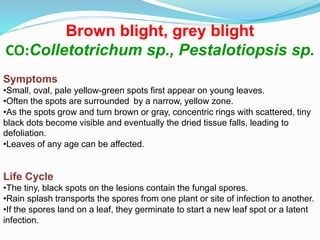 Brown blight, grey blight
CO:Colletotrichum sp., Pestalotiopsis sp.
Symptoms
•Small, oval, pale yellow-green spots first appear on young leaves.
•Often the spots are surrounded by a narrow, yellow zone.
•As the spots grow and turn brown or gray, concentric rings with scattered, tiny
black dots become visible and eventually the dried tissue falls, leading to
defoliation.
•Leaves of any age can be affected.
Life Cycle
•The tiny, black spots on the lesions contain the fungal spores.
•Rain splash transports the spores from one plant or site of infection to another.
•If the spores land on a leaf, they germinate to start a new leaf spot or a latent
infection.
 