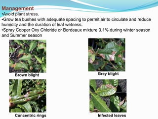 Management
•Avoid plant stress.
•Grow tea bushes with adequate spacing to permit air to circulate and reduce
humidity and the duration of leaf wetness.
•Spray Copper Oxy Chloride or Bordeaux mixture 0.1% during winter season
and Summer season
Brown blight Grey blight
Concentric rings Infected leaves
 