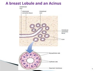 DISEASES OF THE BREAST and their management | PPTX