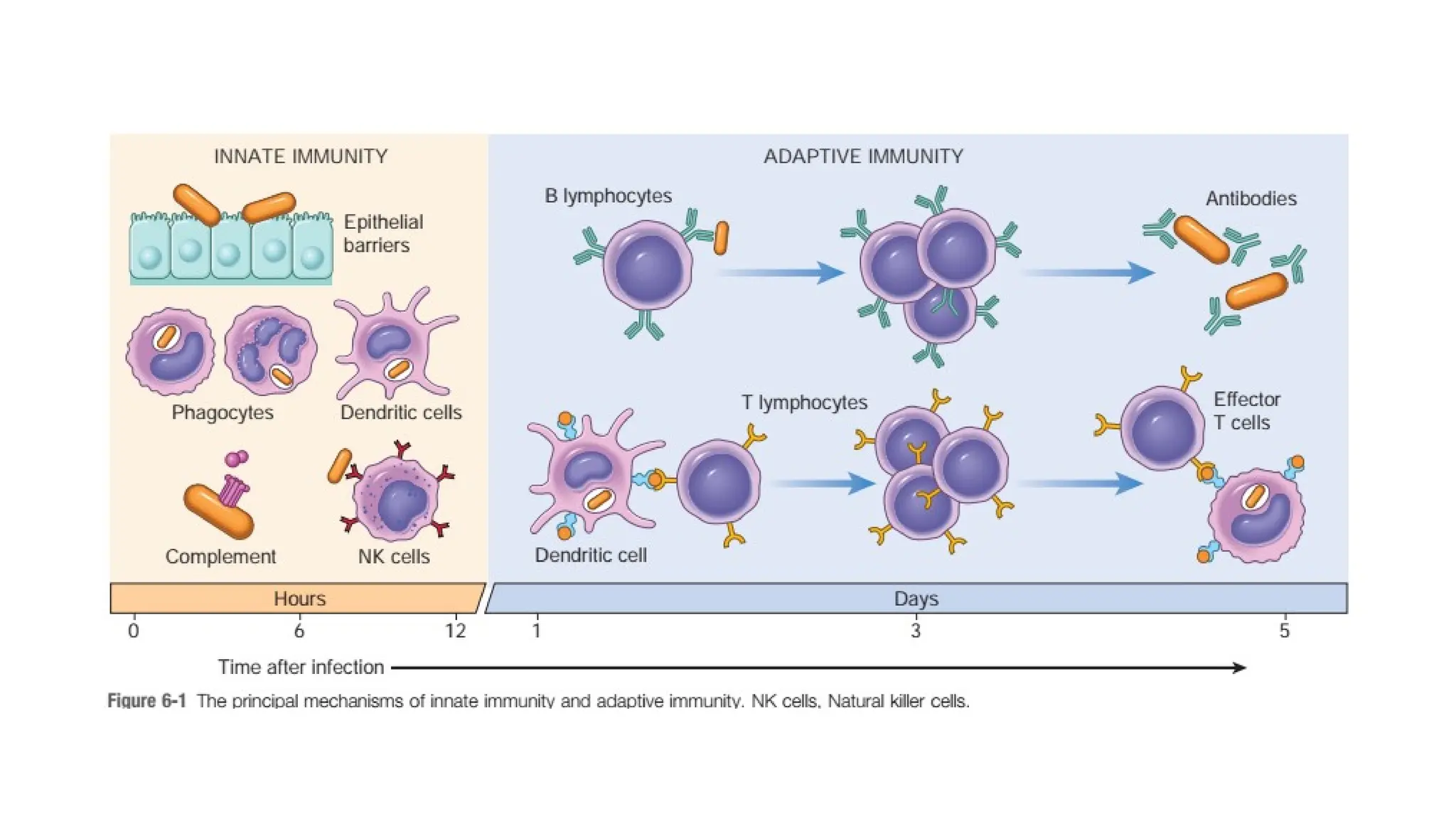 Diseases of the immune system for microbiolgy.pptx