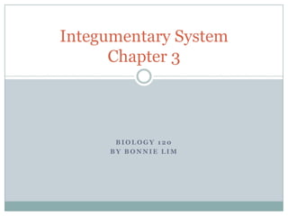Integumentary System
      Chapter 3



      BIOLOGY 120
     BY BONNIE LIM
 