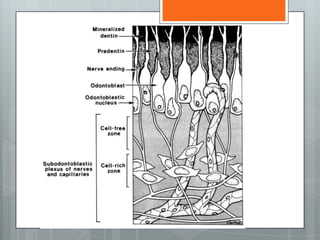 Development Of Pulp Diseases of the pulp:Part 1- Development, Physiology, Histology of ...