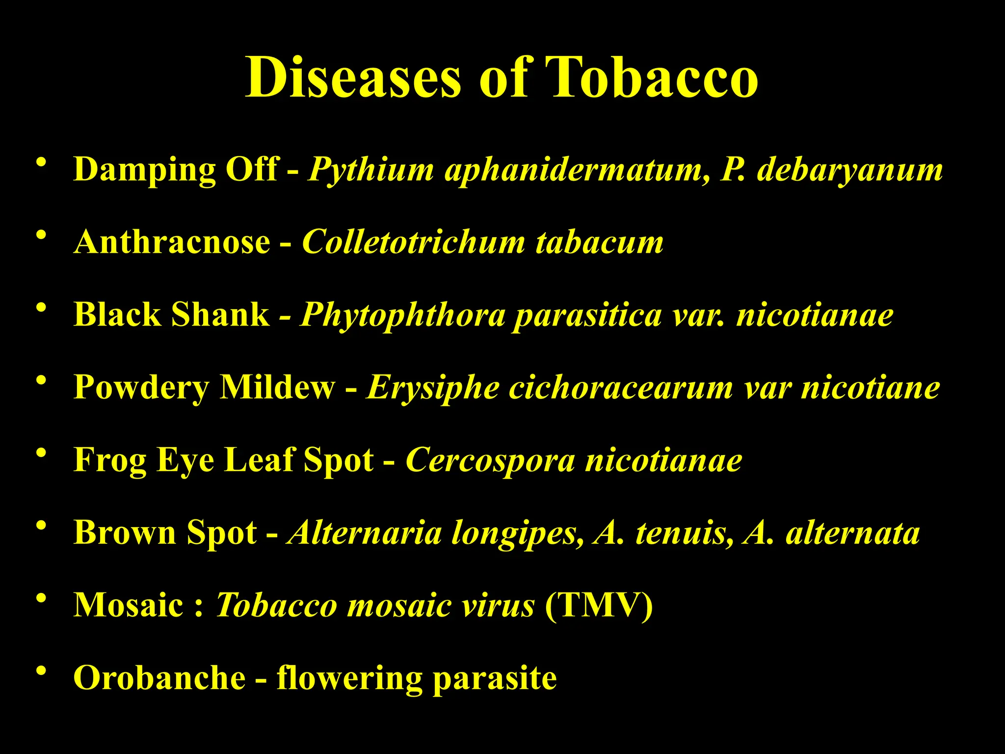 anthracnose of tobacco Watermelon Anthracnose