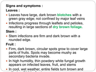 Gray Infection diseasesoftomatonew-200728083816.pdf