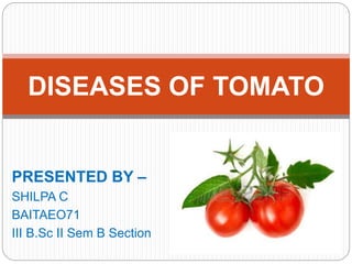 PRESENTED BY –
SHILPA C
BAITAEO71
III B.Sc II Sem B Section
DISEASES OF TOMATO
 