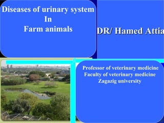 DR/ Hamed AttiaDR/ Hamed Attia
Professor of veterinary medicine
Faculty of veterinary medicine
Zagazig university
Diseases of urinary system
In
Farm animals
 