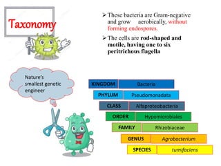 Diseases of vegetable and spice crops.pptx