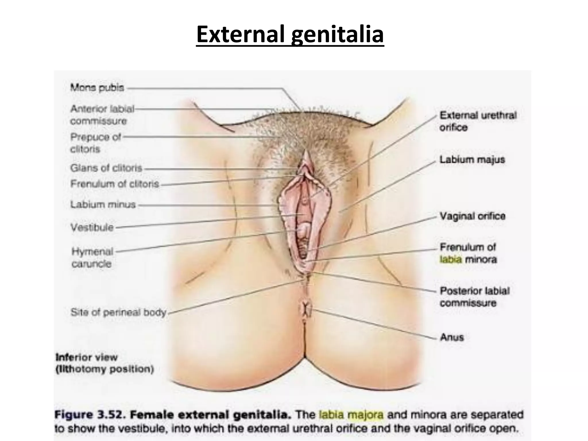 Shafqatsiz jinsiy aloqa 2