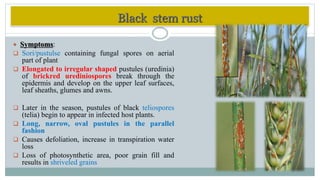 Rust Sori diseasesofwheat-190315163346.pdf