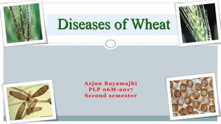 Arjun Rayamajhi
PLP 06M-2017
Second semester
Diseases of Wheat
 