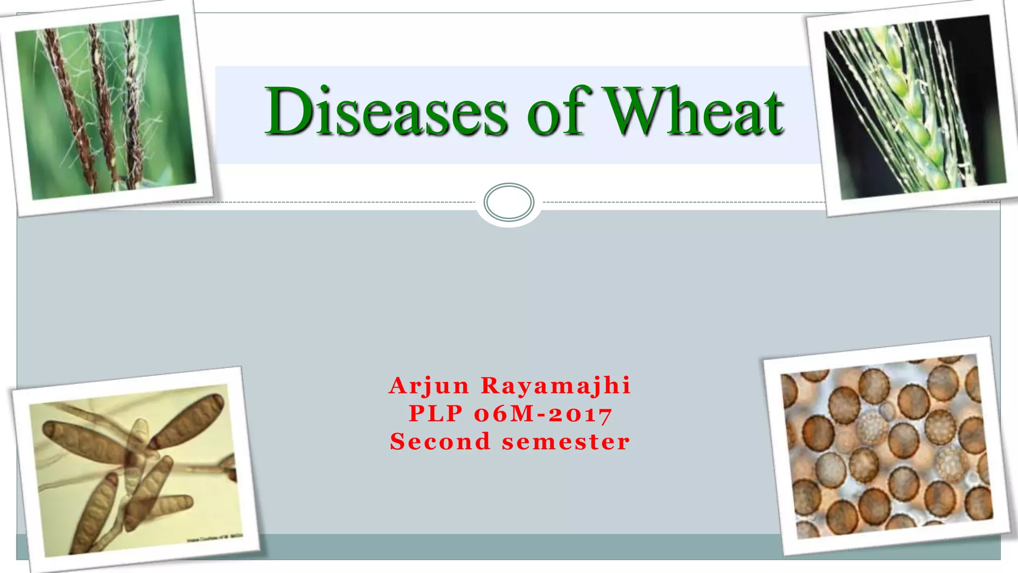 Diseases of wheat | PPTX