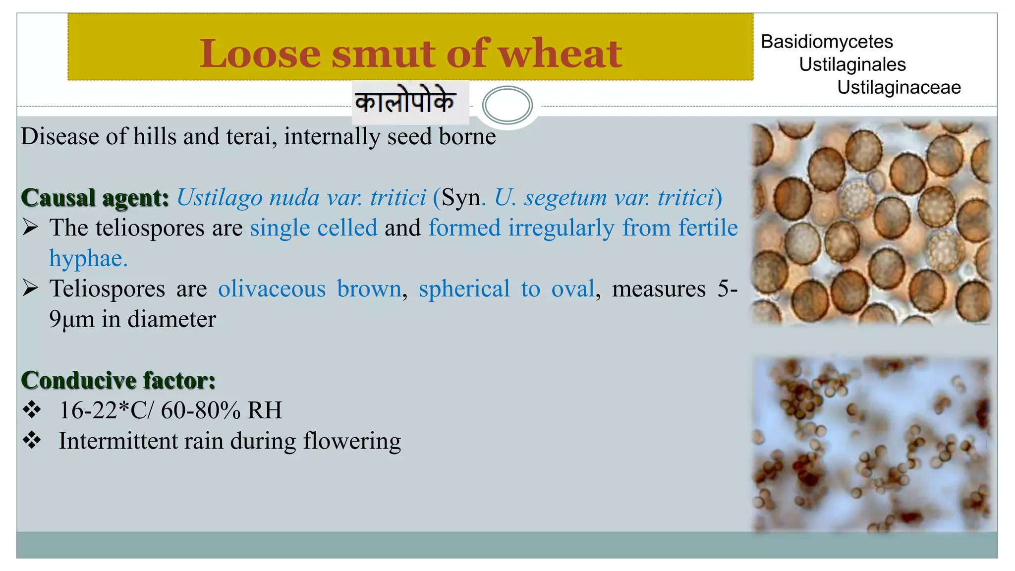 Diseases of wheat | PPTX