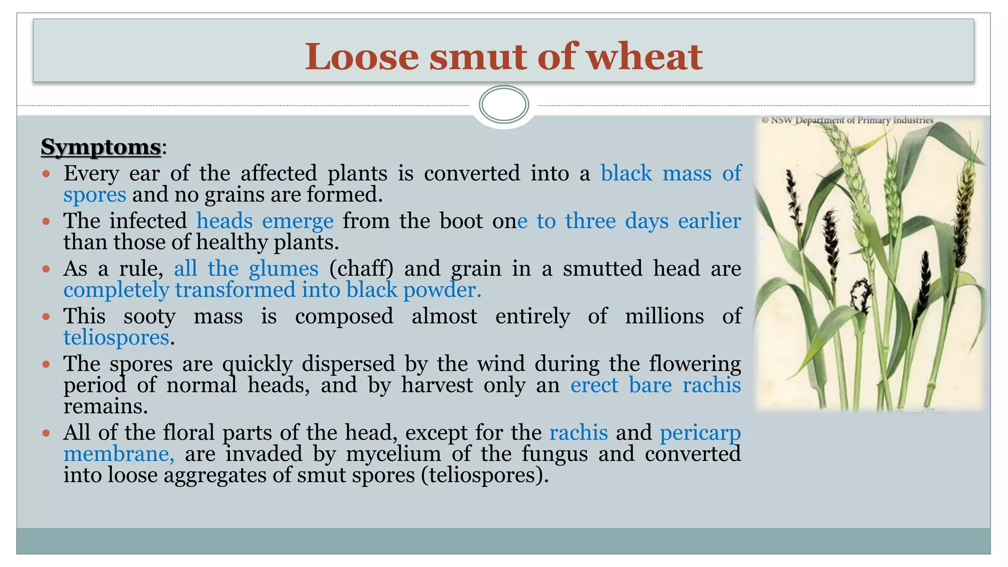 Diseases of wheat | PPTX