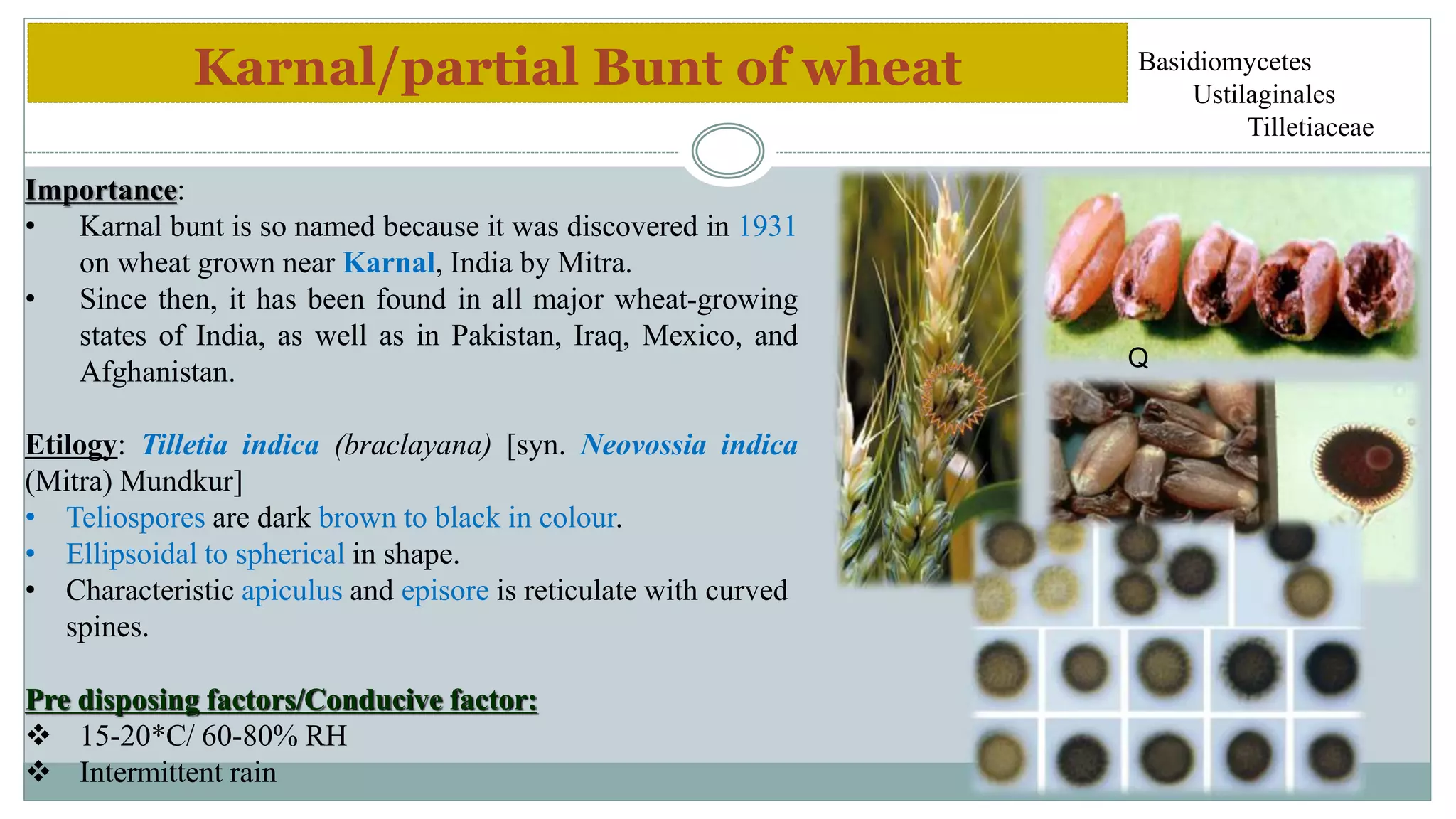 Diseases of wheat | PPTX