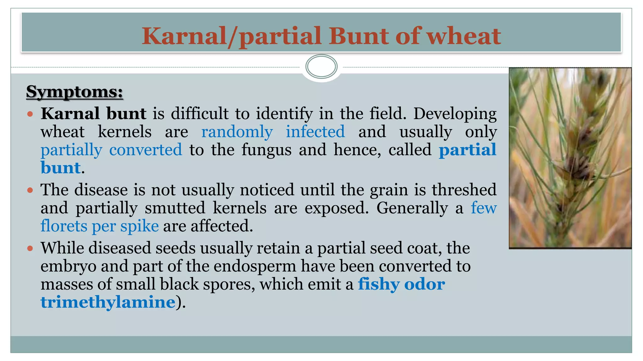 Diseases of wheat | PPTX