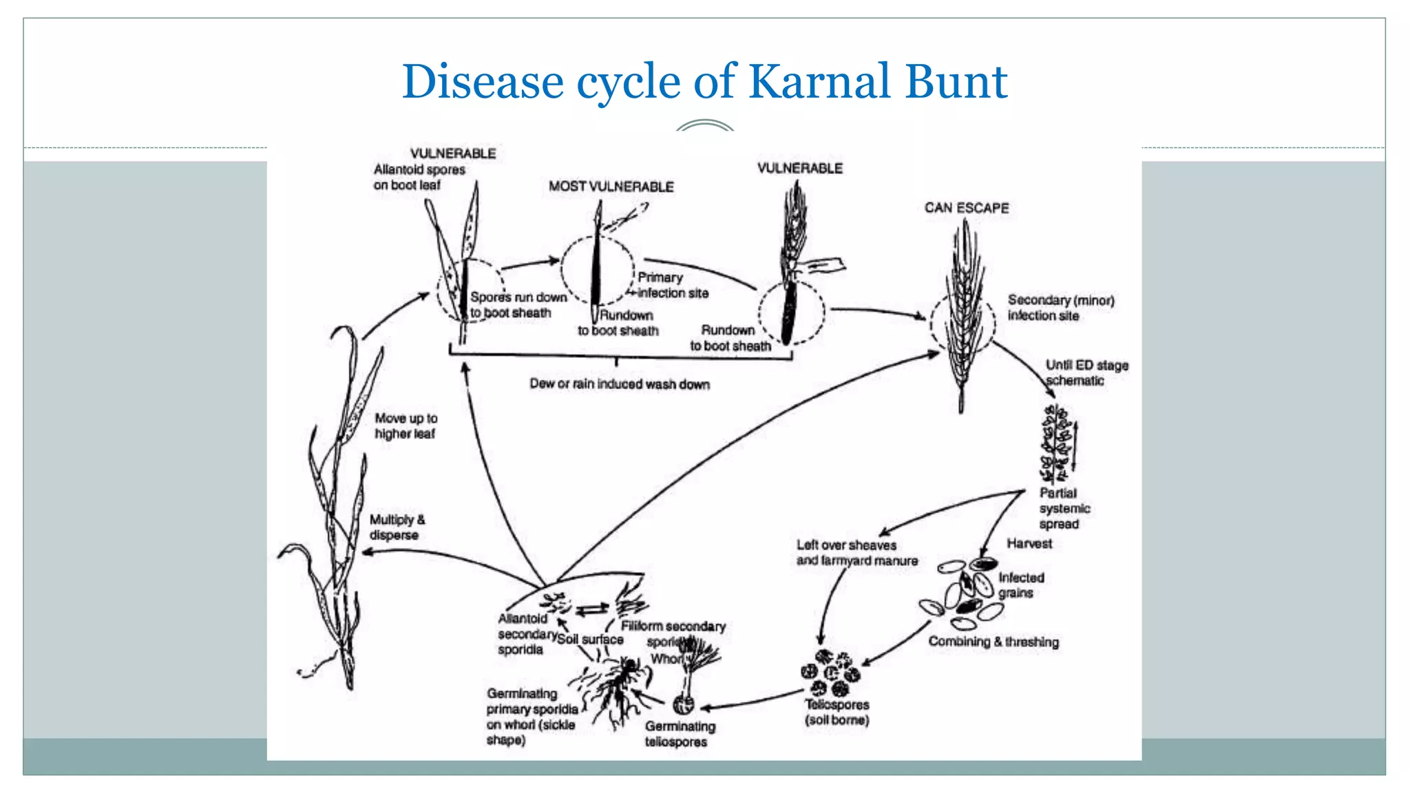 Diseases of wheat | PPTX