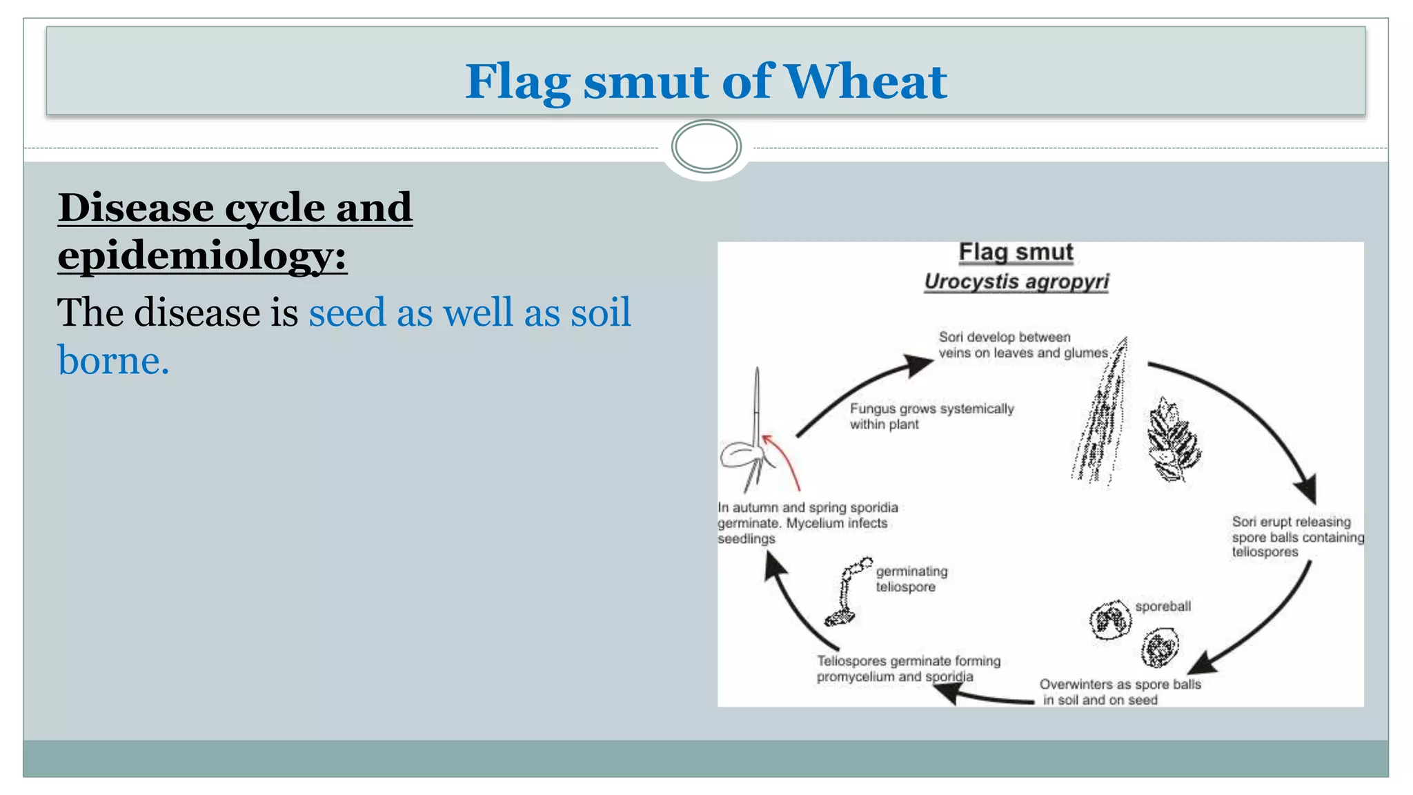 Diseases of wheat | PPTX
