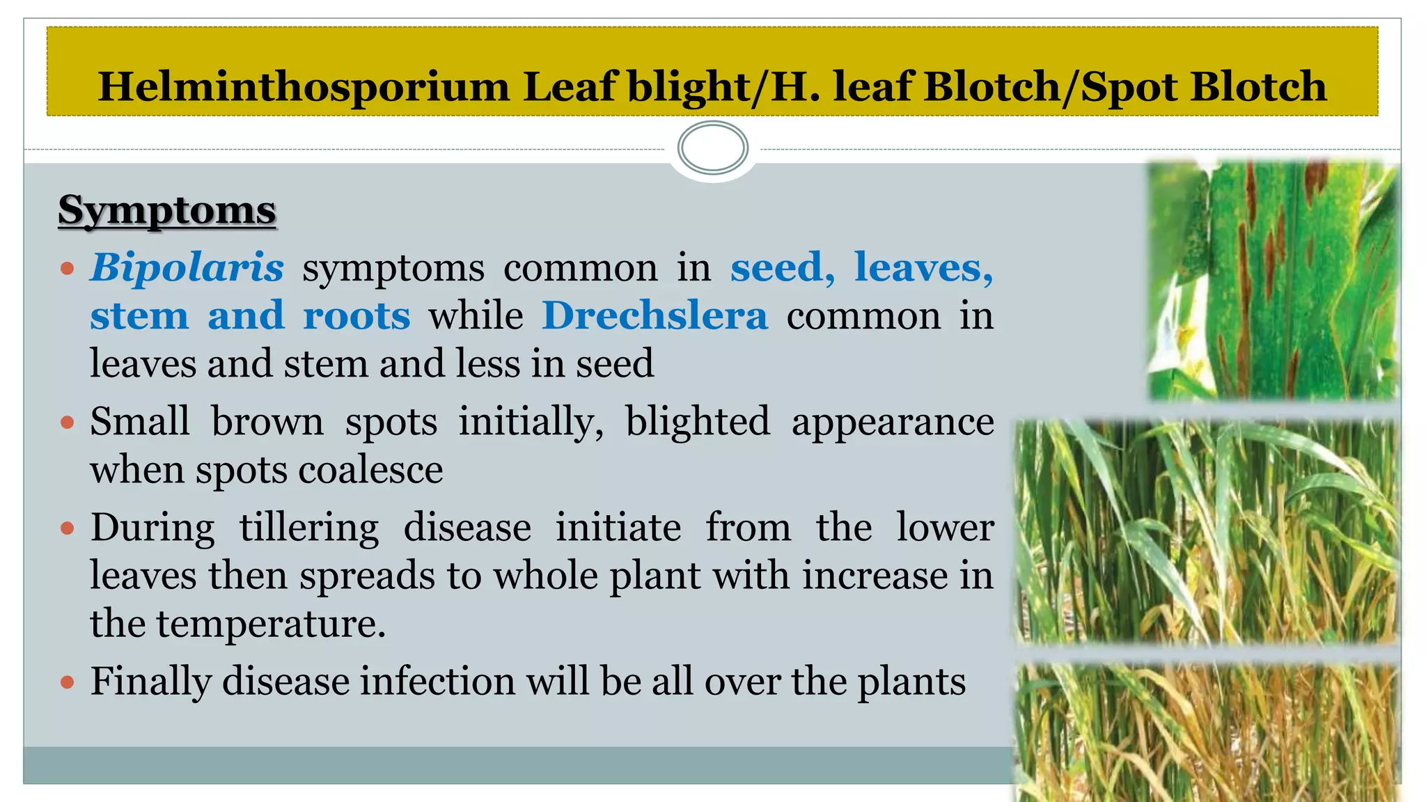 Diseases of wheat | PPTX
